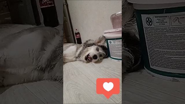 Довольная и смешная Тесса 😄💖