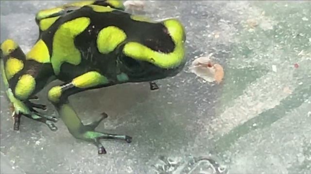 Лягушки древолазы.Красивые создания дома.Поют как птицы.