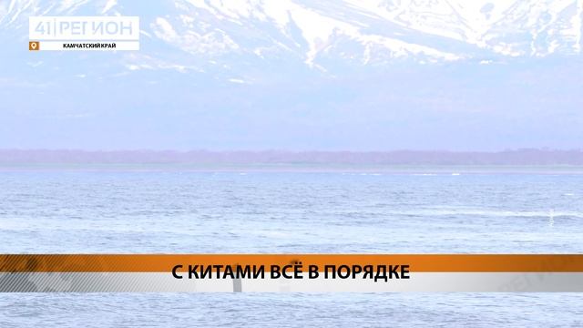 ИТОГИ ИССЛЕДОВАНИЙ МОРСКИХ МЛЕКОПИТАЮЩИХ ПОДВЕЛИ В КРОНОЦКОМ ЗАПОВЕДНИКЕ • НОВОСТИ КАМЧАТКИ