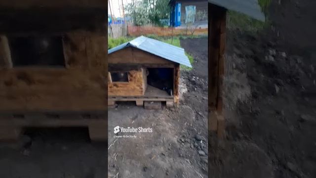 В гостях у Шарика.
