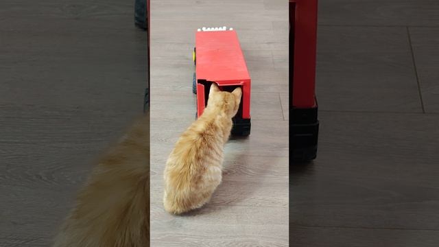 Котенок хотел забраться в кузов грузовика.