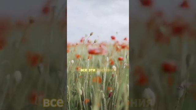 Истинная Реальность! Доказательство Бога! ANAR DREAMS!