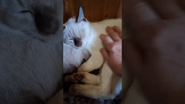 Тайский малыш Xenophon Gamlet ждёт своих любящих хозяев😔