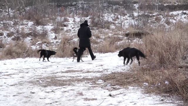 С приходом зимы Чита наращивает силы в собачьем вопросе