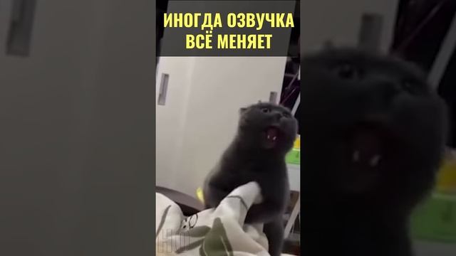 Озвучка, которая попала на 100% #прикол #весело #смешные животные #веселье #животные #коты #собаки