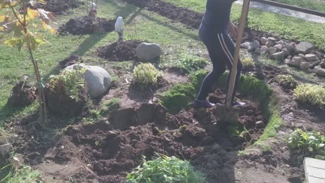 Поздняя осень на даче. Закрытие сезона. 2018 год.