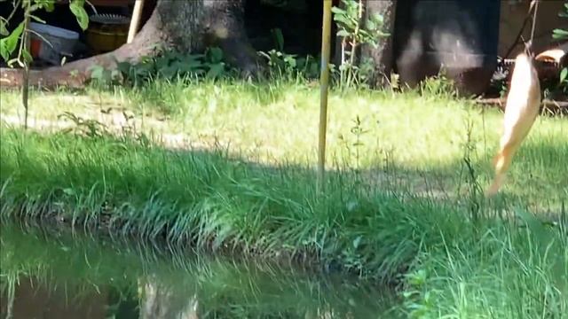 Свой пруд.Рыбалка на карася..Из пруда на сковородку