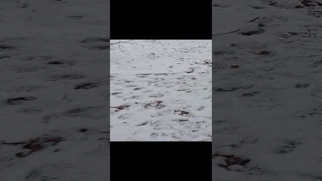 новая прогулка с Якуром