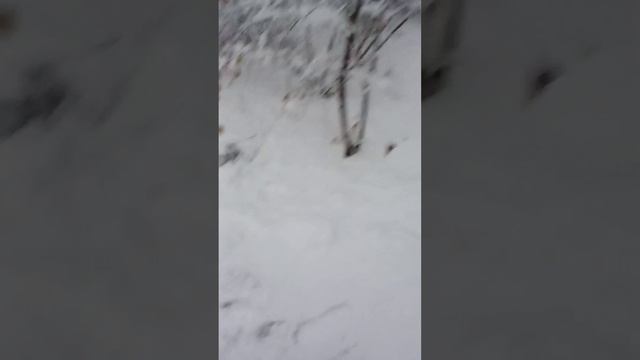 прикол