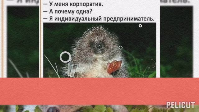 С Днём Пьяного Ёжика 👍😁🎉🎉🎉