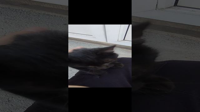 Дружелюбный кот