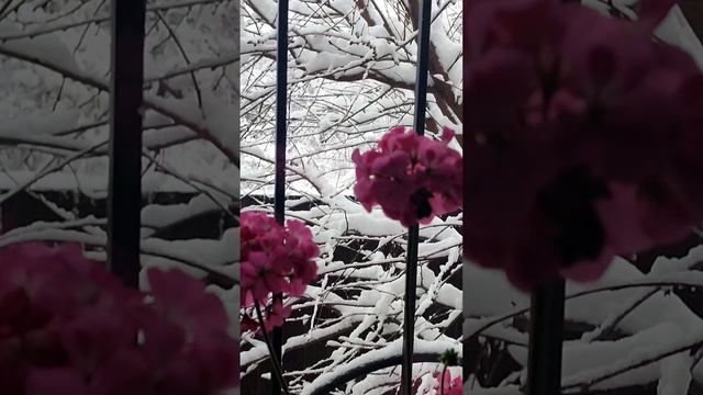 VID_20241128_090120.mp4