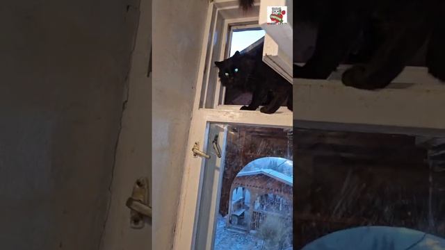 Плохое настроение Чернуха унёс на улицу 🌜🐈⬛🏠