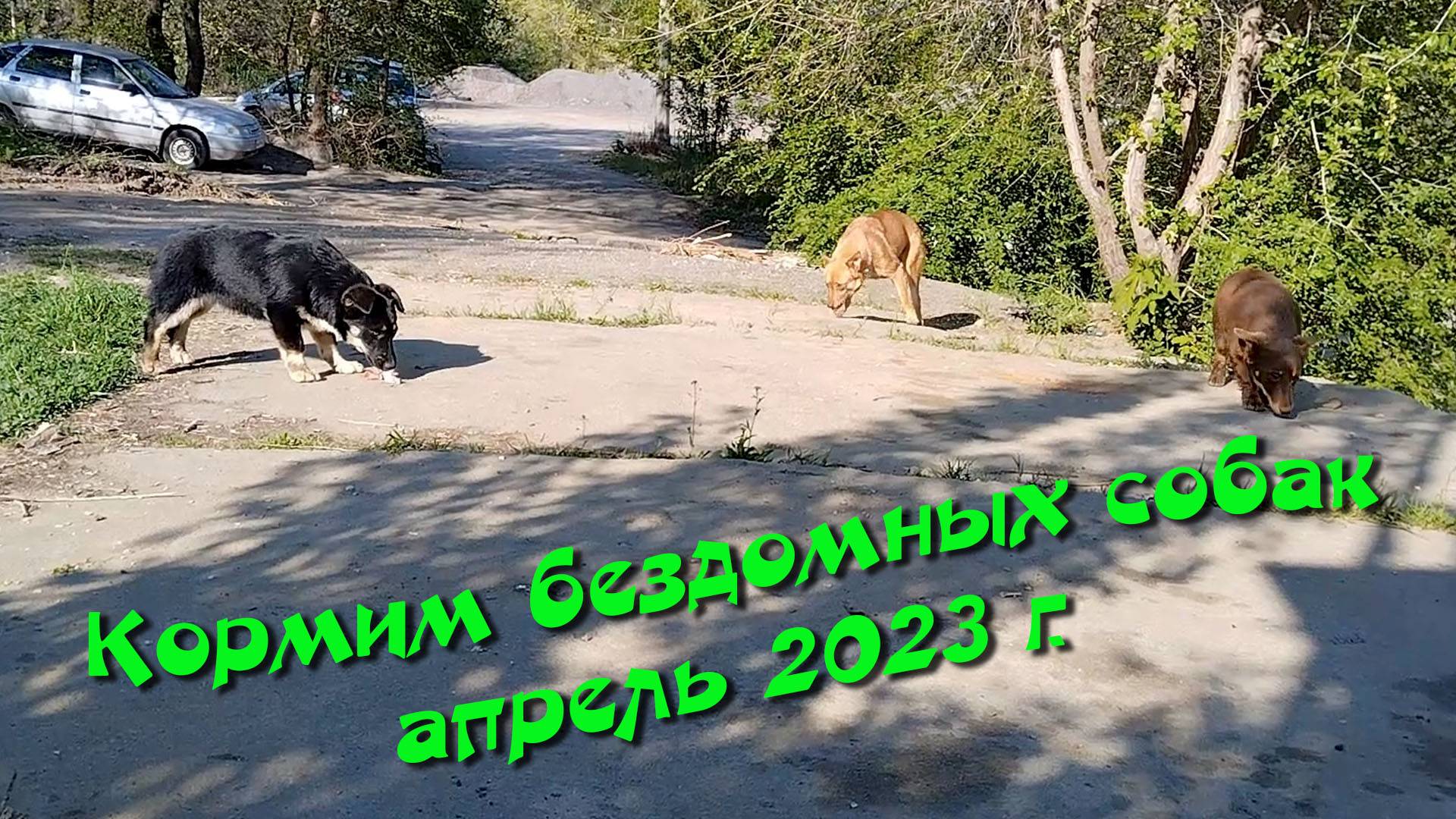 Кормим бездомных собак. Апрель 2023 г.
