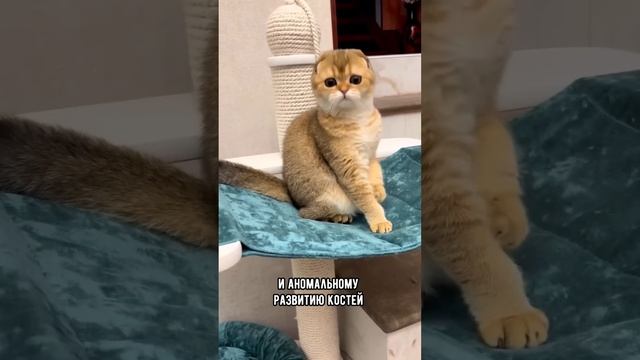 Эти породы кошек запретили в Европе