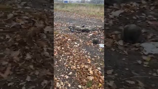 Удобрение из ВСУ в Курской области