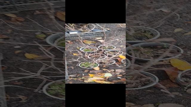 Жимолость на отправку! 89192346048-Ватсап для заказа.