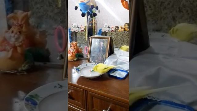 Милый топот попугая по тарелки
