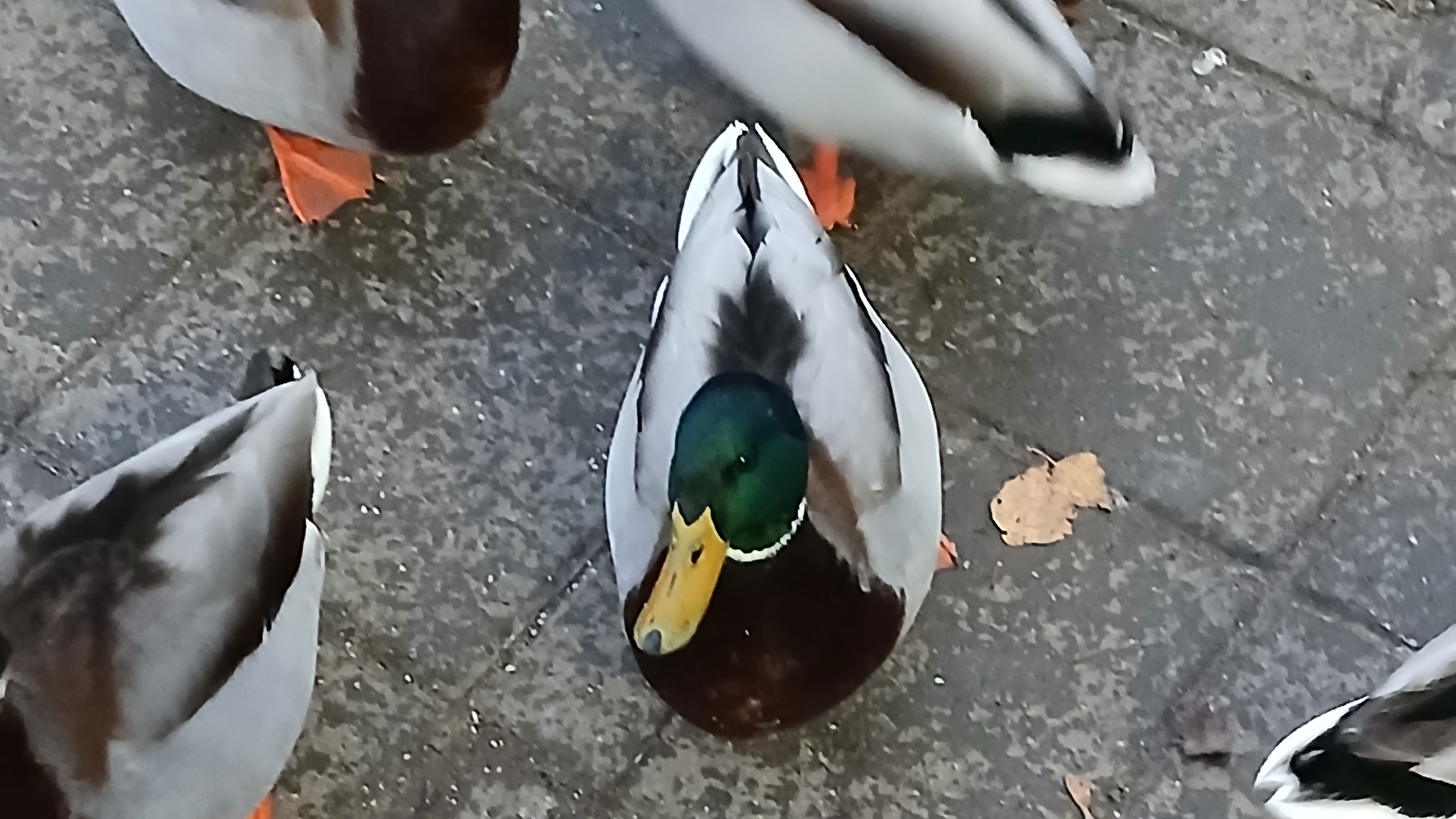 28-11-2024