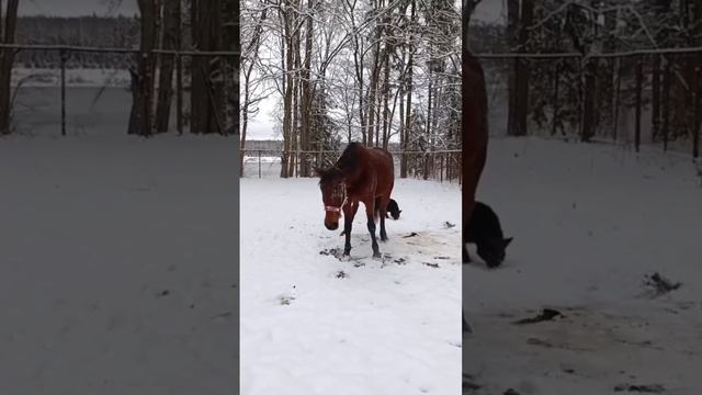 лошади 🐴