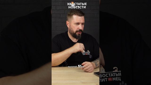 Минимальный размер жилплощади для домашних собак