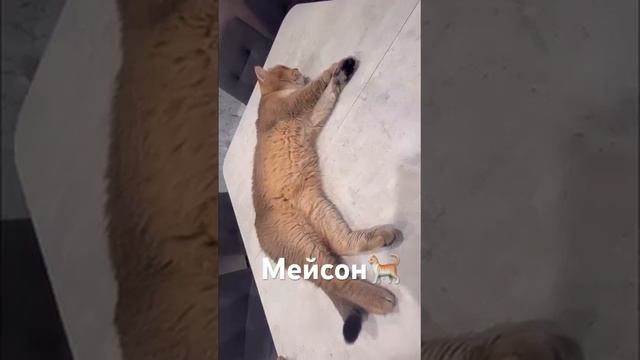 Я работать не хочу