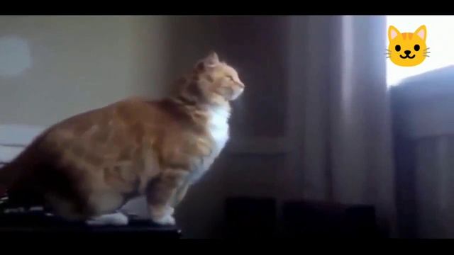 Сборник видео . Смешные котики .