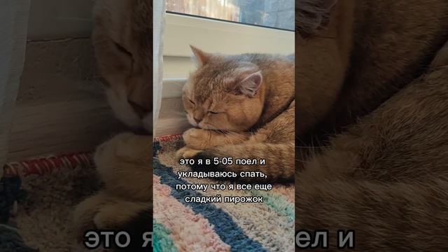 Хорошо быть сладким пирожком  #cat  #смешныекоты #cutecat #юмор #милыекоты #котик #кошки