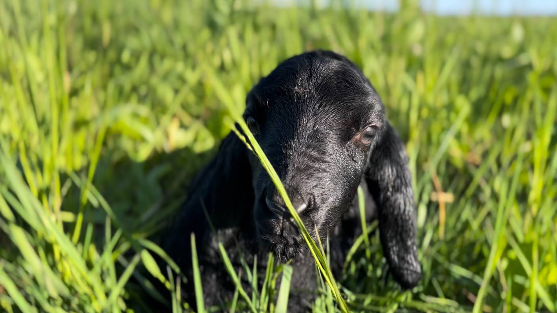Гиссарский ягненок - просто загляденье