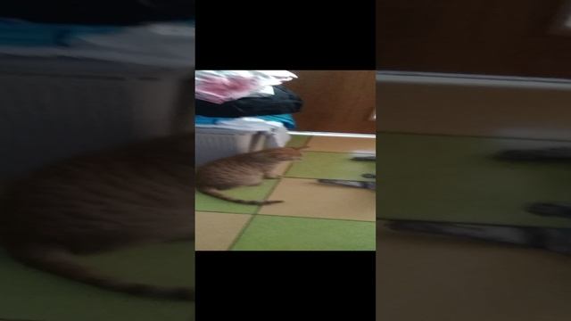 Максик знакомиться с Барсиком!