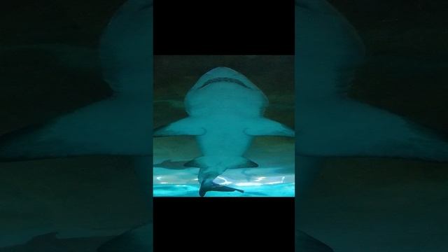 Полёт Акулы🦈