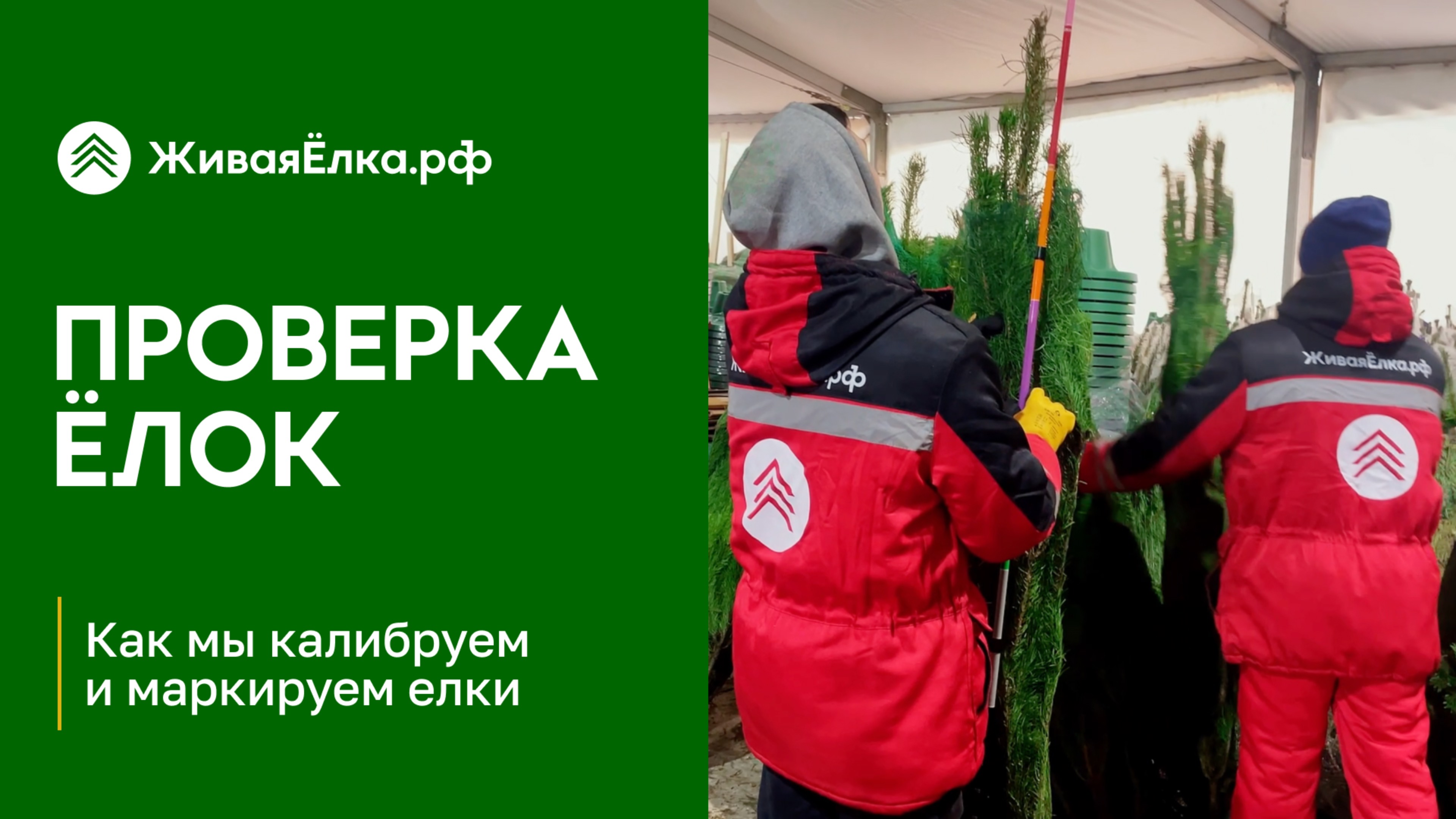 Как мы проверяем поставку живых ёлок? | ЖиваяЁлка.рф