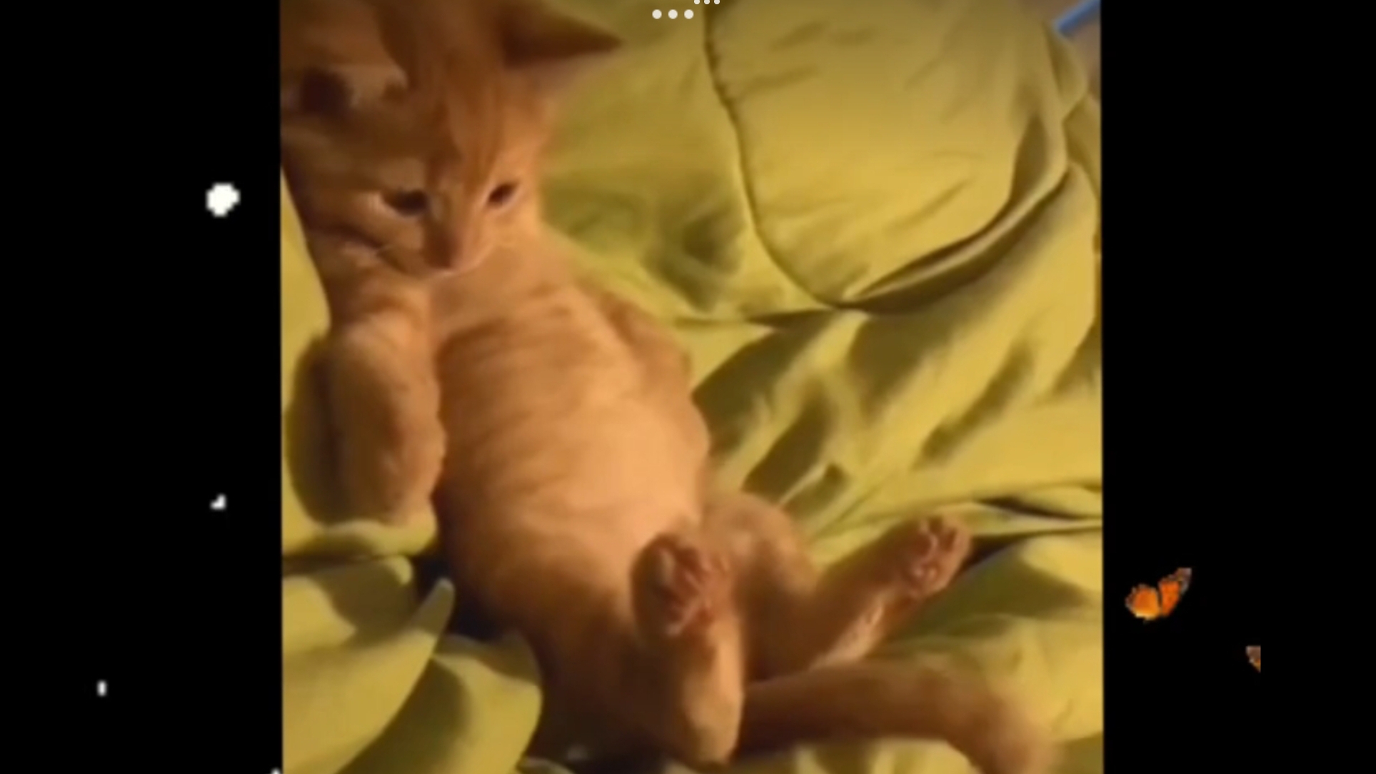 КОТЯТА ЗАЖИГАЮТ ... УЛЫБКИ