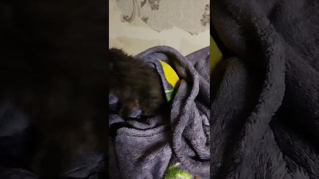 VID-20241126-WA0008.mp4