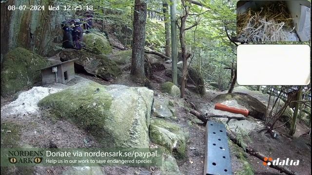 Лушата болеют. Тщательная уборка дальнего домика