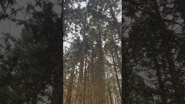 Роща секвойядендронов на Чатырдаге
