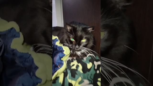 Банда на отдыхе