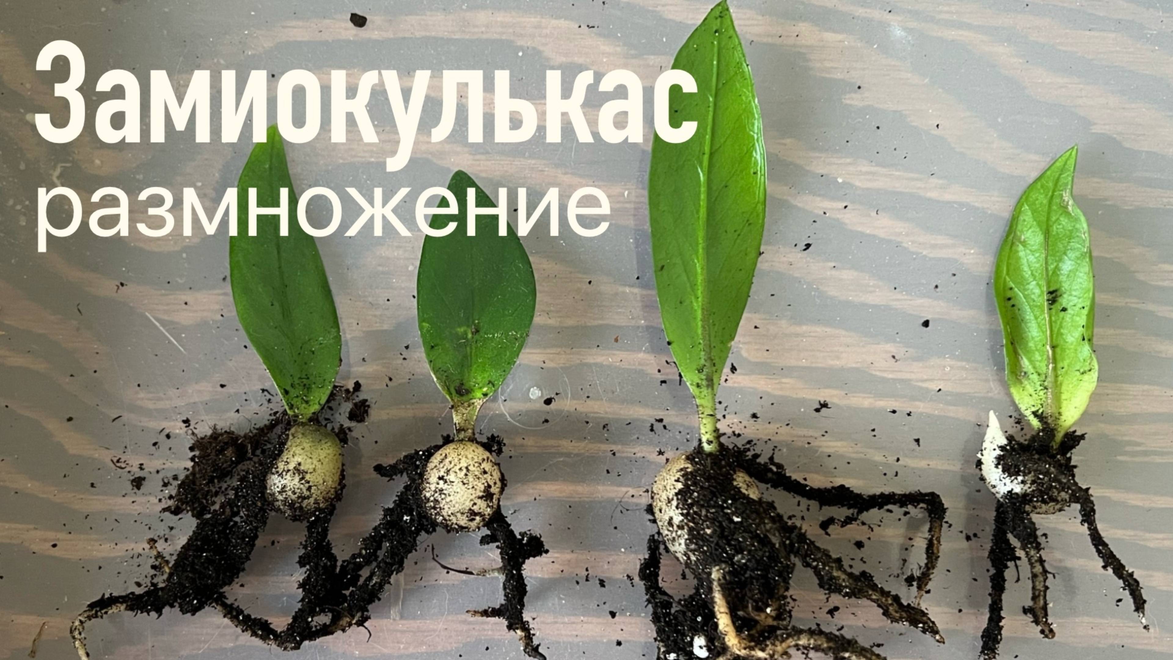 №90. Замиокулькас. Размножение. Один лист - несколько растений.  Процесс, результат, сравнение.