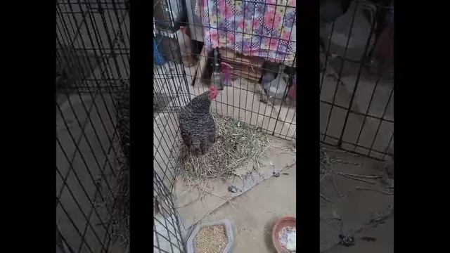 курица 2