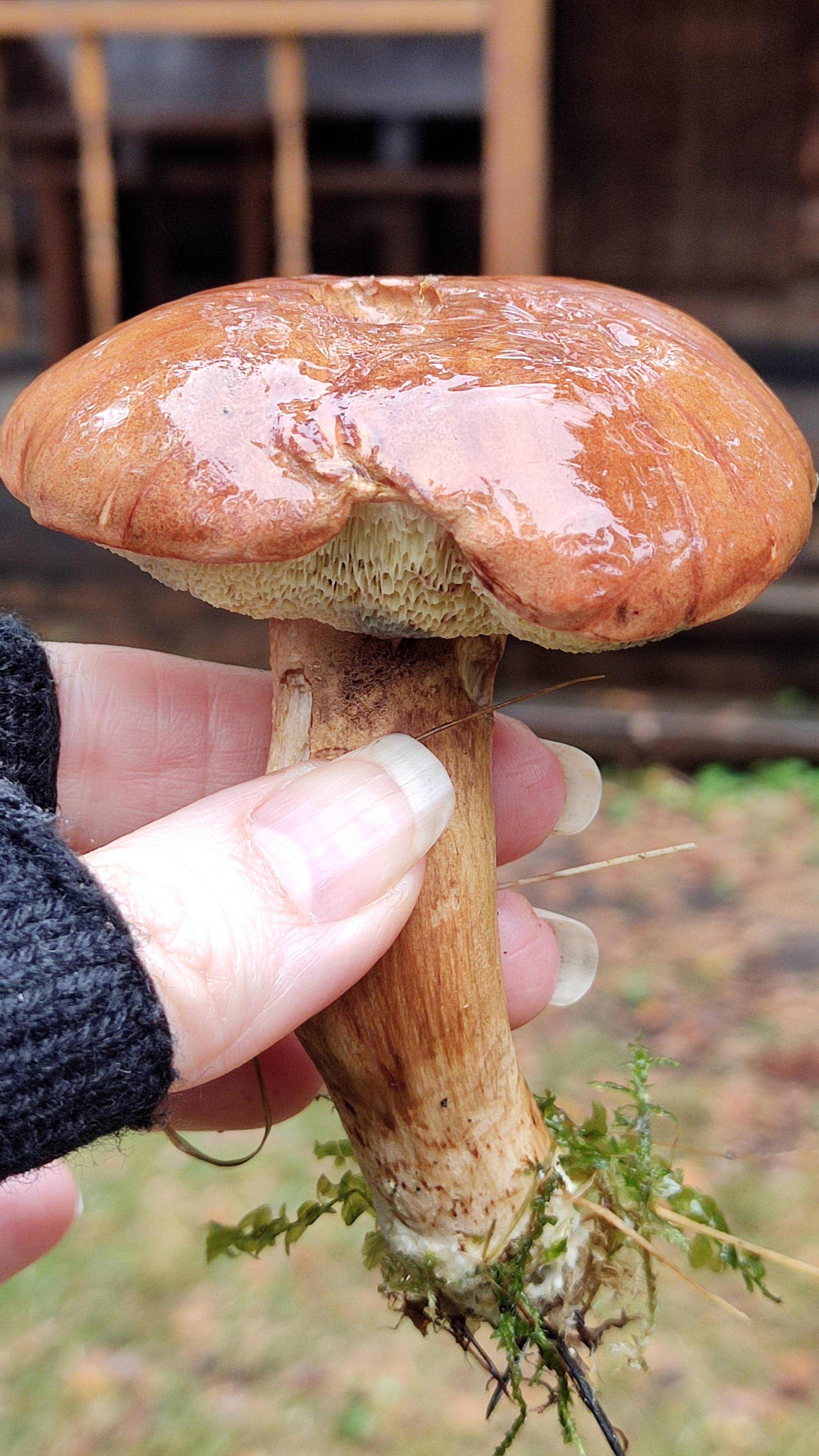 Октябрьский гриб🍁🍄Красавчик из Кунсангара🍂После дождя🍄🍁Большие Дворы 07.10.2024 #подмосковье