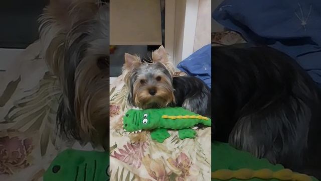 Тимон