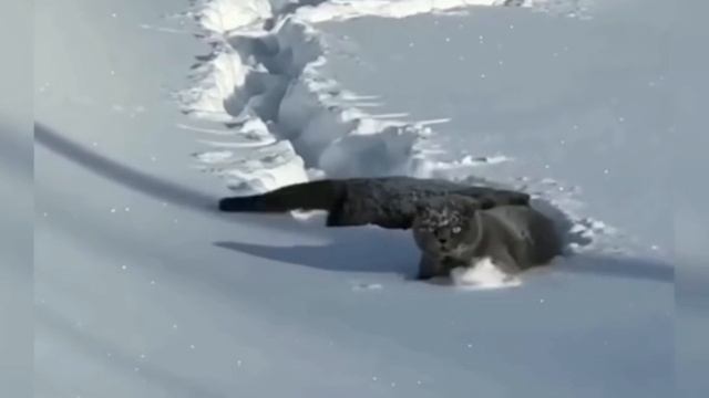 Позитивное видео с животными