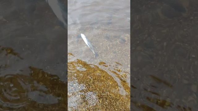 Подлещик, живи. #fishing #лещ #рыбалка #рекомендации #carp #fish #топ