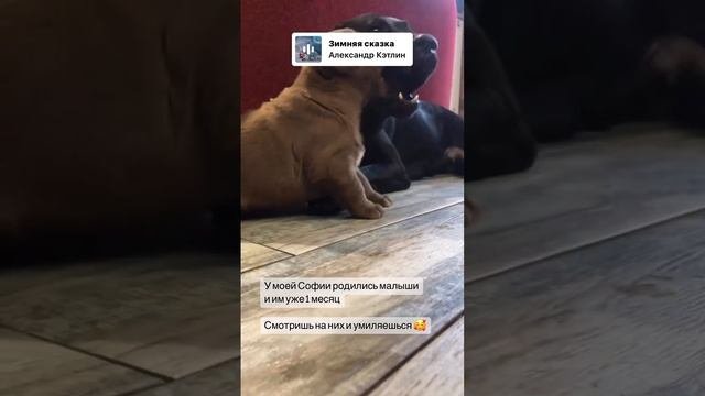 Щенки лабрадора из первого помета