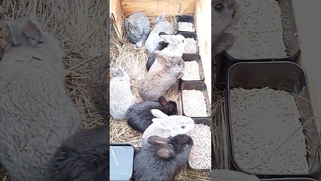 Кролики. Десяточка. #bunny #rabbitry #animals #rabbitfarming #farming #rabbitbreeds #cute #rabbit