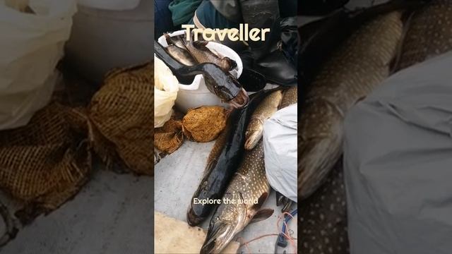 petal_20240627_222747.mp4