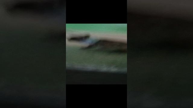гуляем с Якуром 6