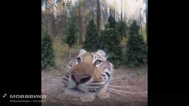 A_D_S_K_I_Y_K_O_T_68-Astral Step(Remix)