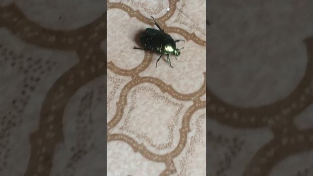Майский жук завтыкал и упал.
