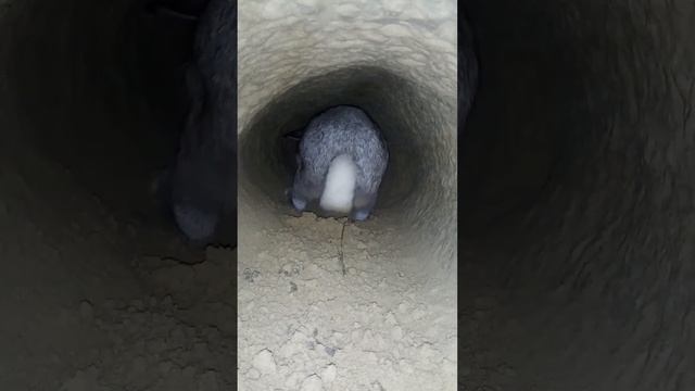 Как кролики роют ямы